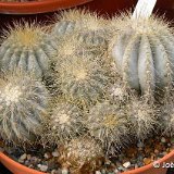 Copiapoa krainziana ©JLcoll.755.JPG